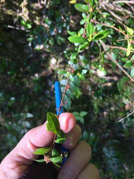 Image of Oregon boxleaf