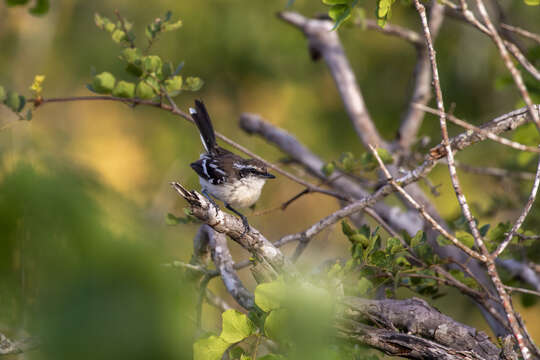 Image of Black-bellied Antwren