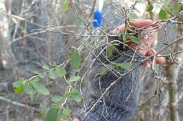 Image of Flueggea verrucosa (Thunb.) G. L. Webster