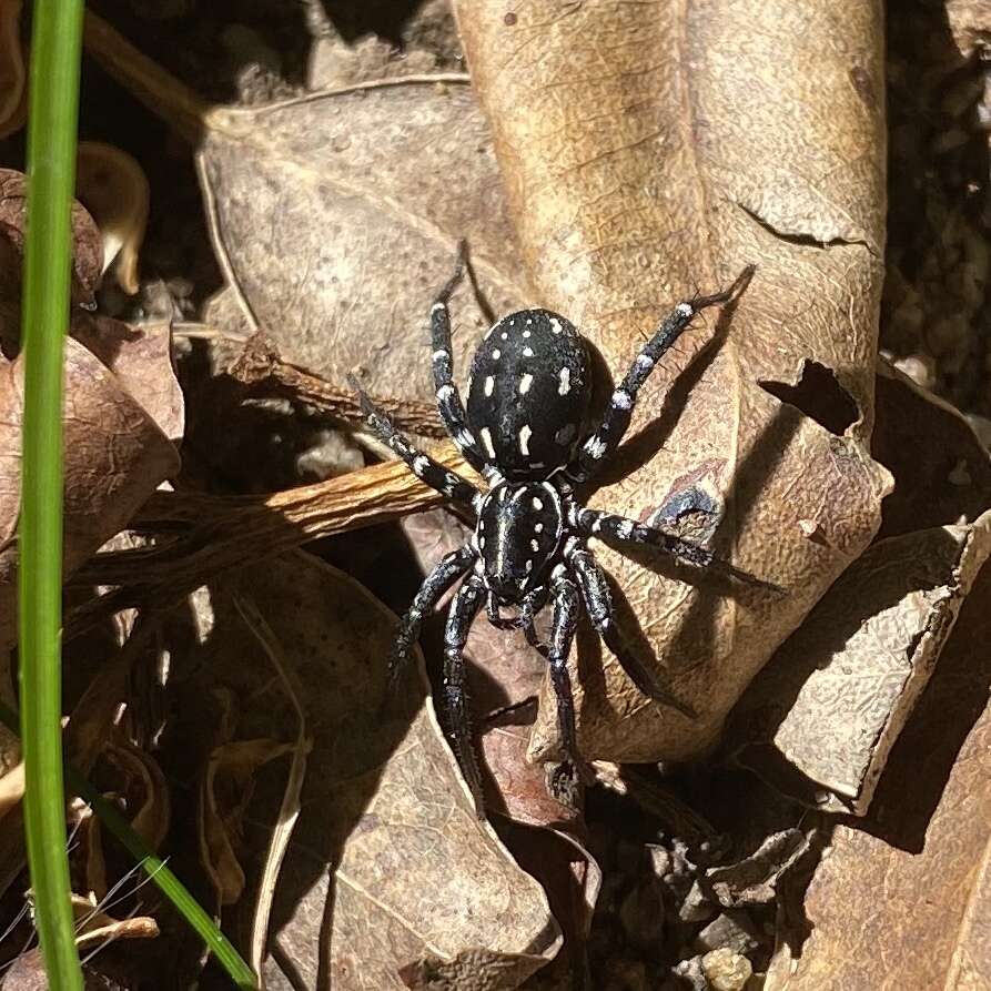 Image de Nyssus albopunctatus (Hogg 1896)