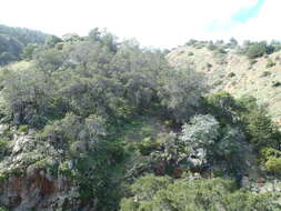 Image of Catalina ironwood