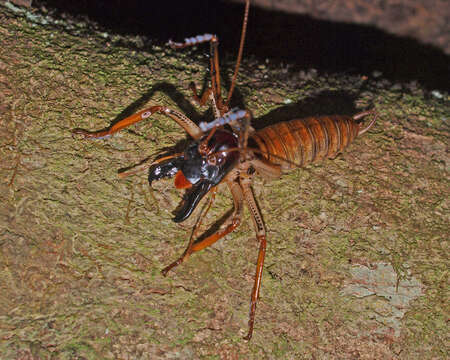 Image of Auckland tree weta