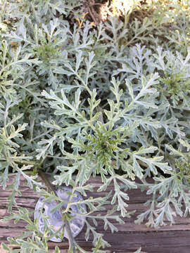 Image of silver bur ragweed