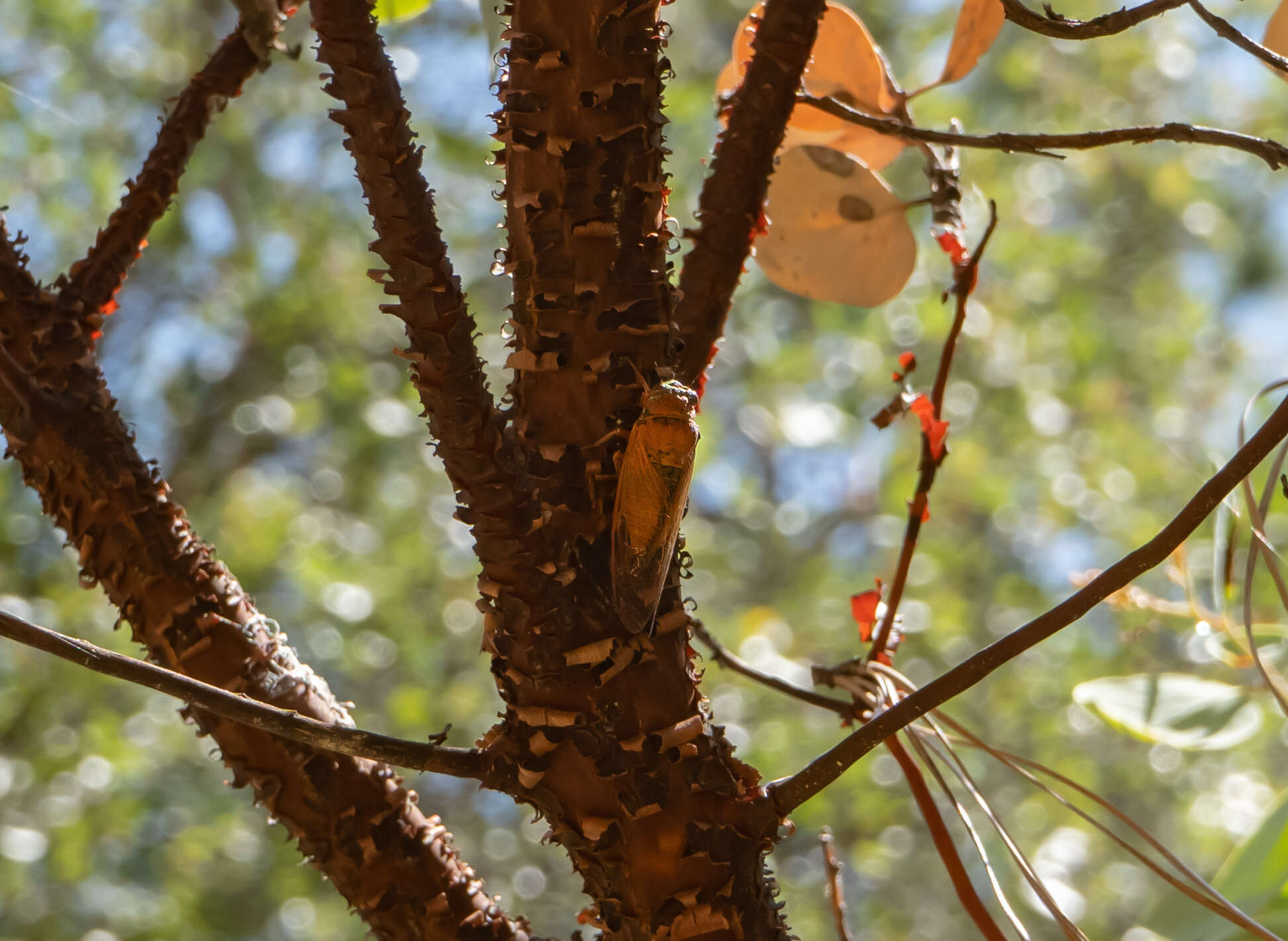 Okanagana arctostaphylae Van Duzee 1915 resmi