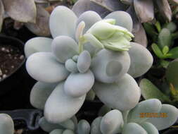 Image of Pachyphytum oviferum J. A. Purpus