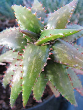 Image of Aloe jucunda Reynolds