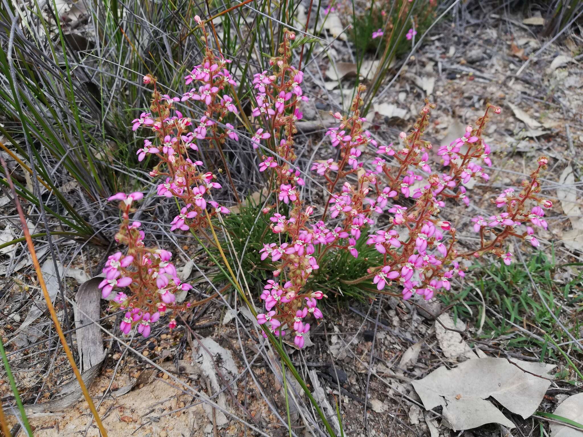 Plancia ëd Stylidium leptophyllum DC.