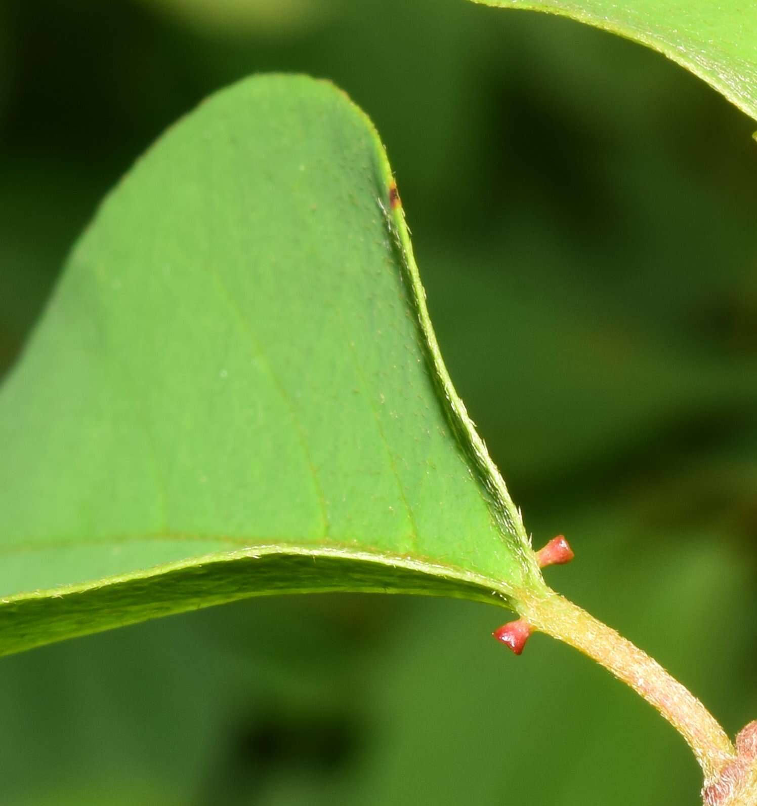 Plancia ëd Heteropterys palmeri Rose