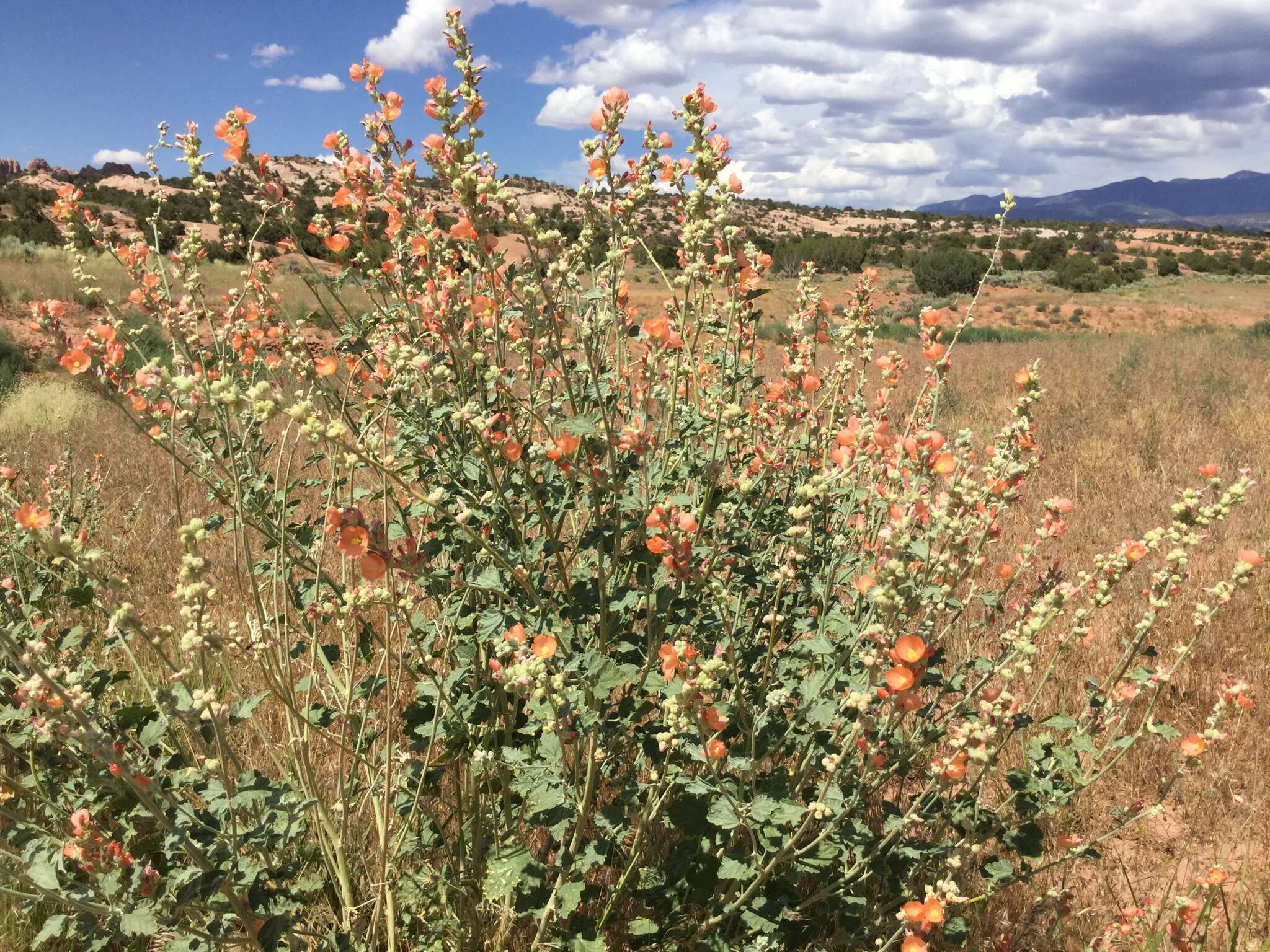 Image of small-leaf globemallow