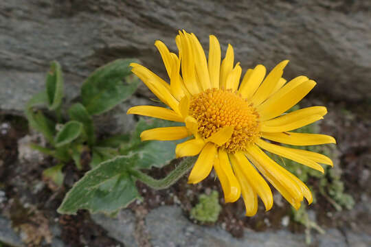 Слика од Doronicum clusii (All.) Tausch