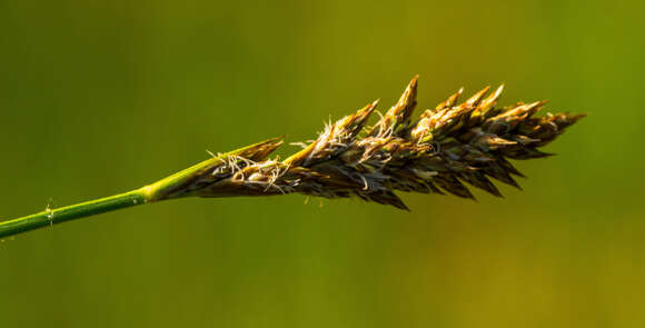 Image of Sartwell's Sedge