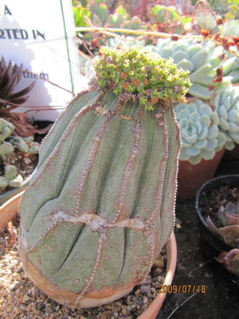 Image of Euphorbia obesa Hook. fil.