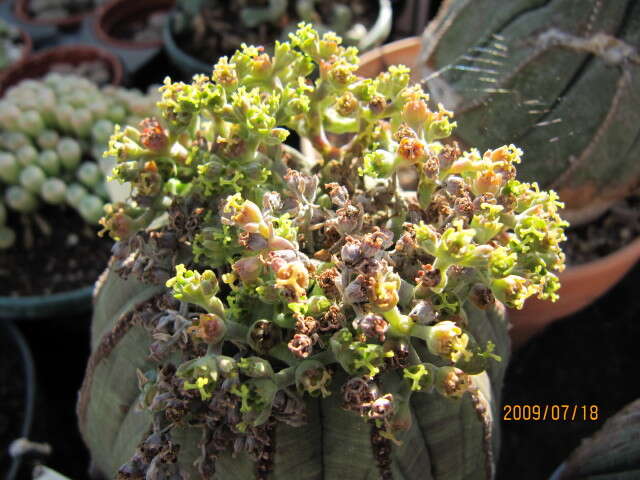 صورة Euphorbia obesa Hook. fil.