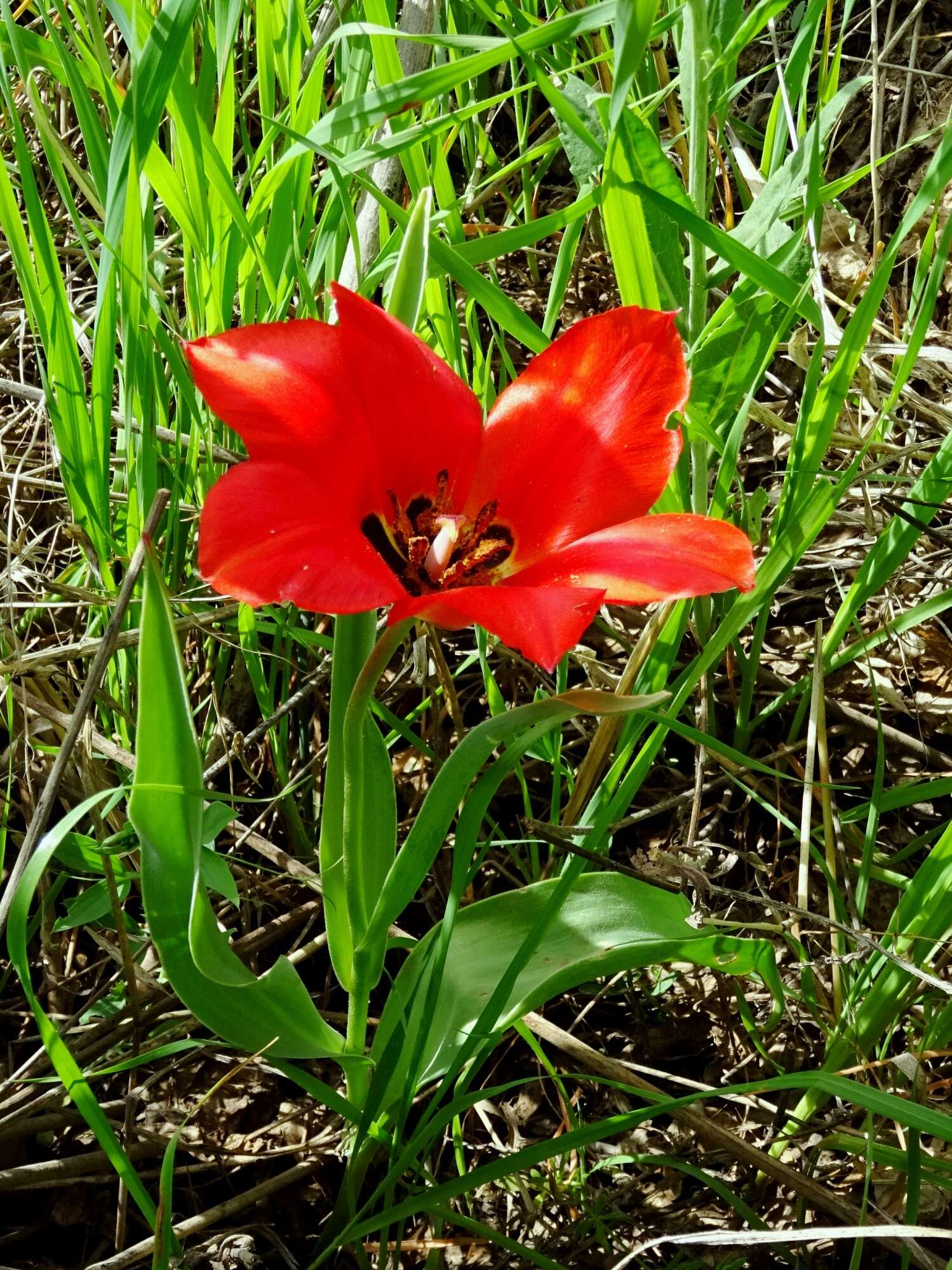 Image of Tulipa fosteriana W. Irving