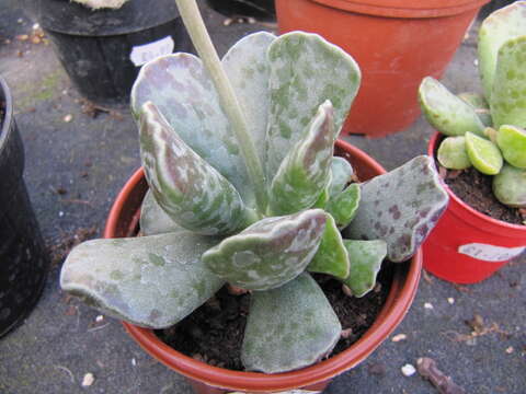 Image of Adromischus cooperi (Bak.) A. Berger