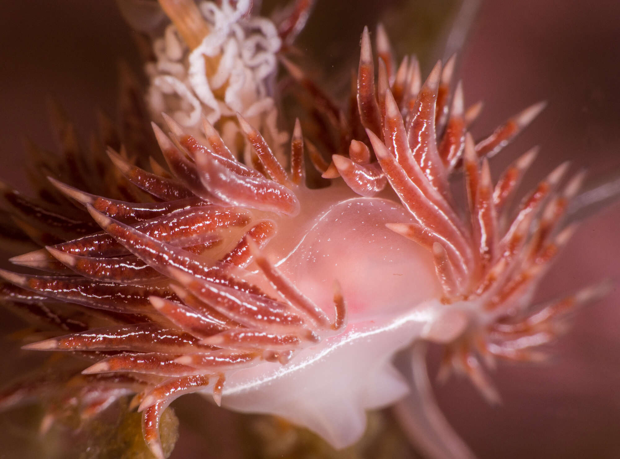 Coryphella chriskaugei (Korshunova, Martynov, Bakken, Evertsen, Fletcher, Mudianta, Saito, Lundin, Schrödl & Picton 2017) resmi