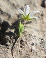 Minuartia hirsuta subsp. oreina Mattf.的圖片