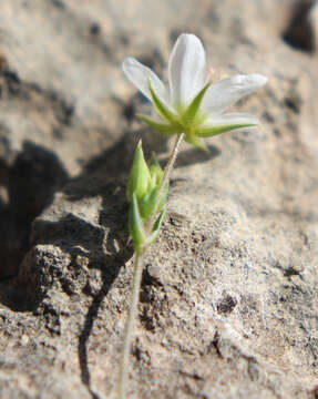 Image of Minuartia hirsuta (M. Bieb.) Hand.-Mazz.