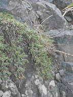 Image of Pimelea prostrata subsp. seismica C. J. Burrows