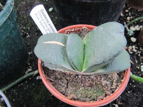 Image of Gasteria nitida var. armstrongii (Schönland) van Jaarsv.