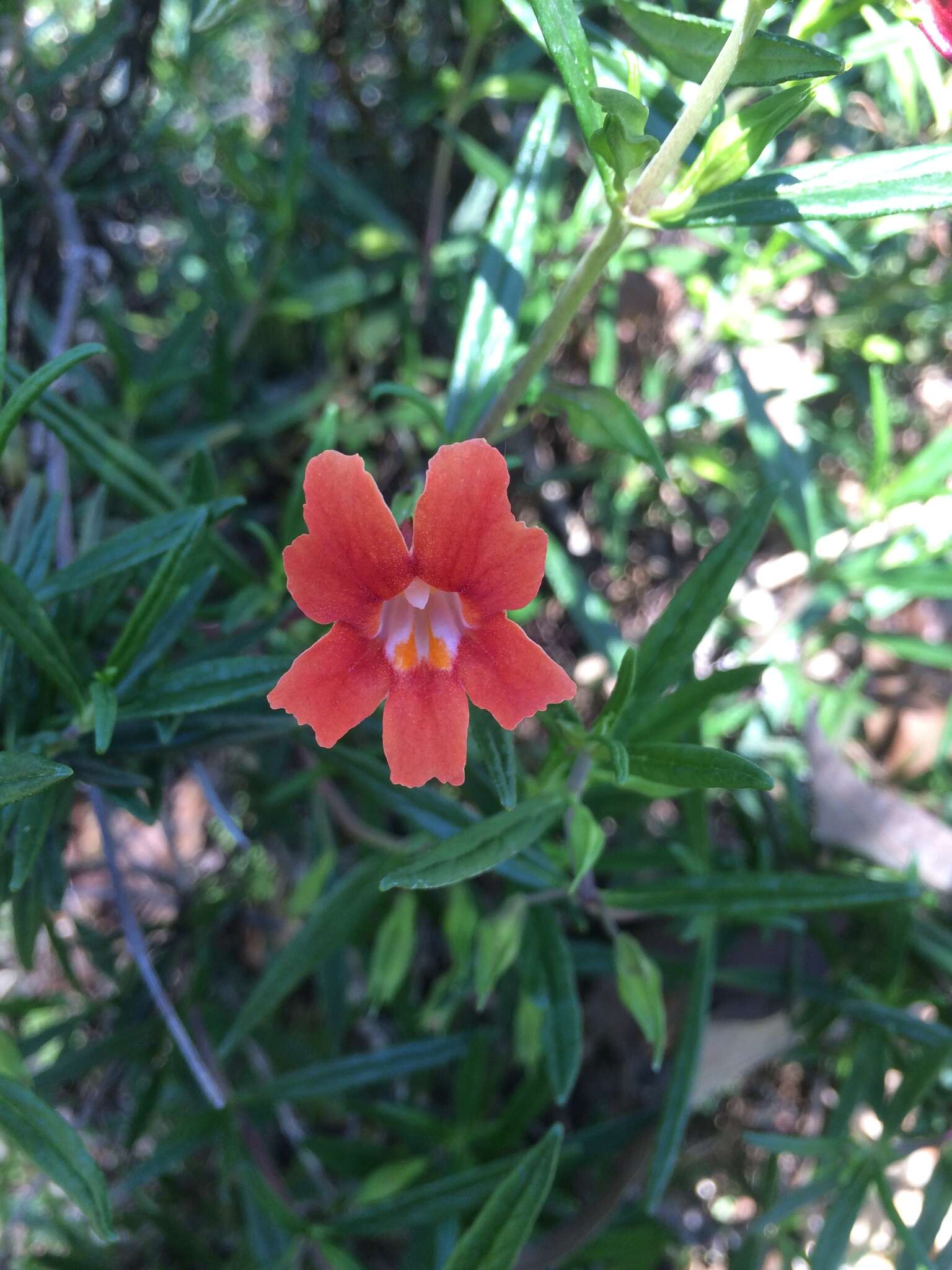 Image of red bush monkeyflower