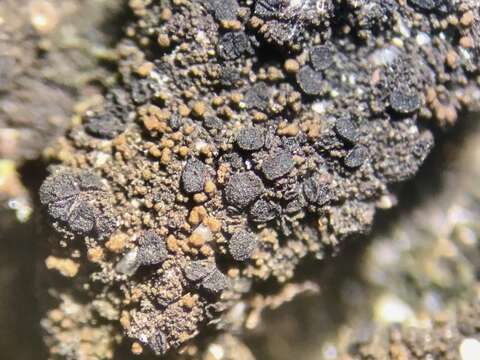 Image of placynthiella lichen