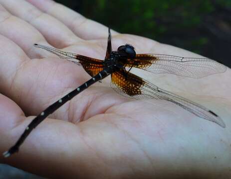 Image of Synthemis miranda Selys 1871