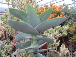 Image of Crassula perfoliata var. minor (Haw.) Rowley