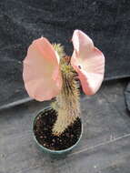 Image of Ceropegia juttae (Dinter) Bruyns