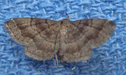 Image of Black-banded Owlet