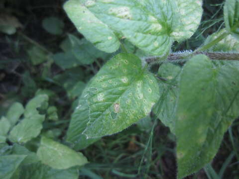 Image of Puccinia arenariae (Schumach.) J. Schröt. 1880