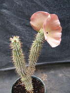 Image of Ceropegia juttae (Dinter) Bruyns