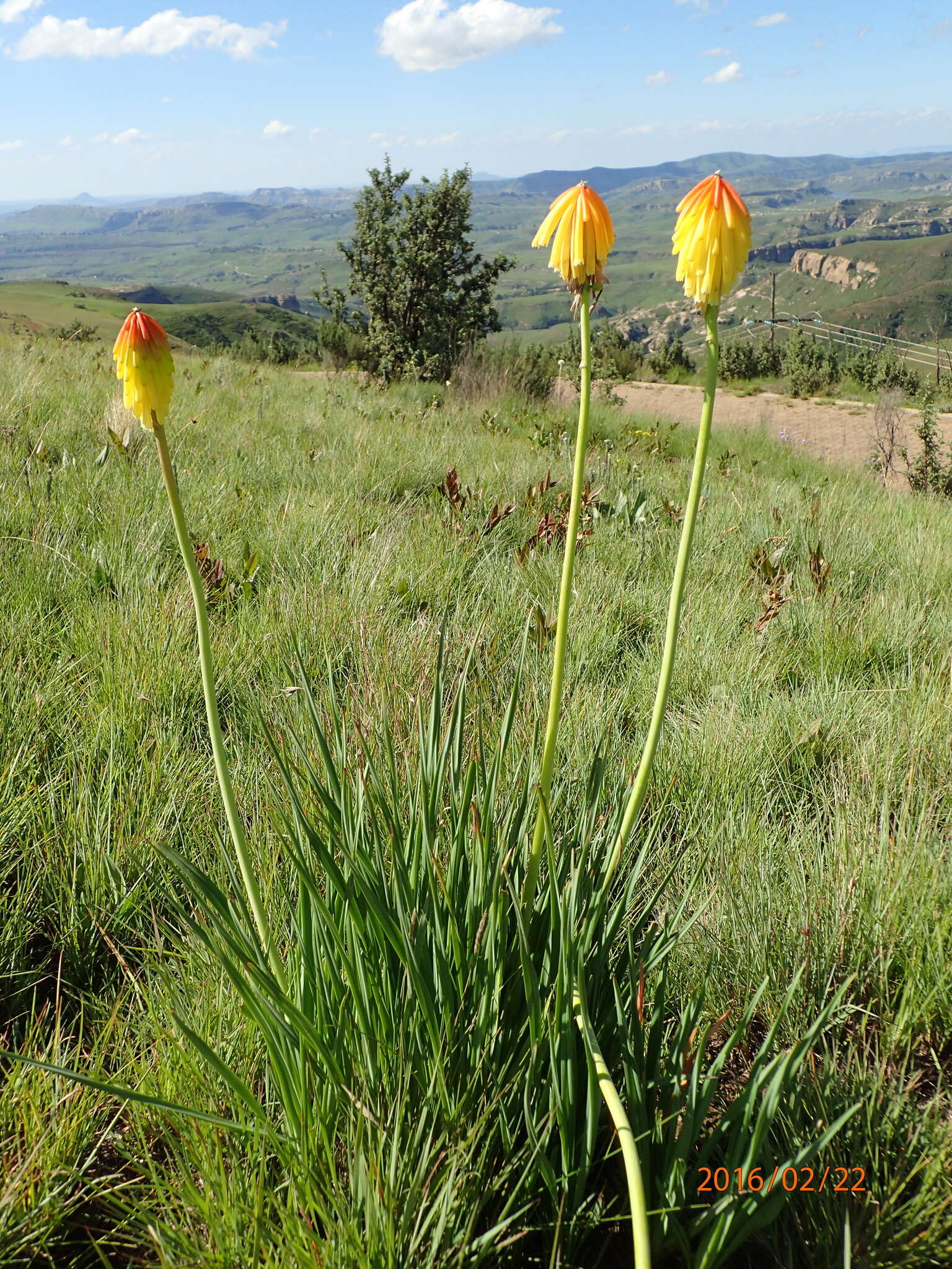 Image de Kniphofia porphyrantha Baker