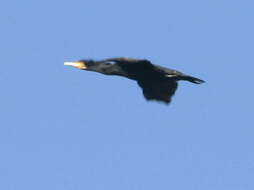 Phalacrocorax carbo novaehollandiae Stephens 1826的圖片