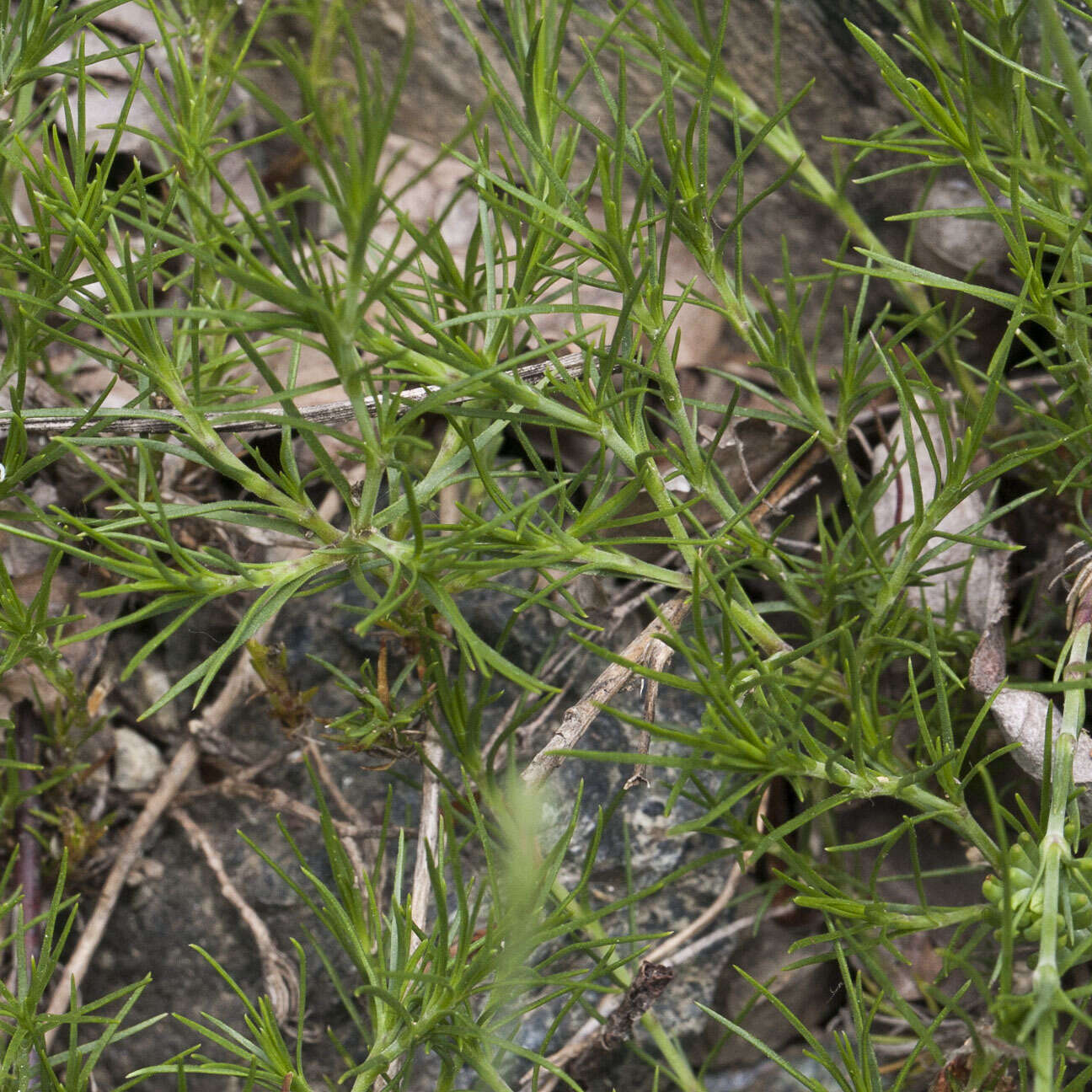 Plancia ëd Cherleria laricifolia (L.) Iamonico