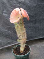 Image of Ceropegia juttae (Dinter) Bruyns