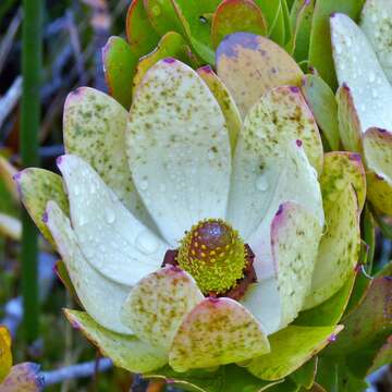 Plancia ëd Leucadendron strobilinum (L.) Druce