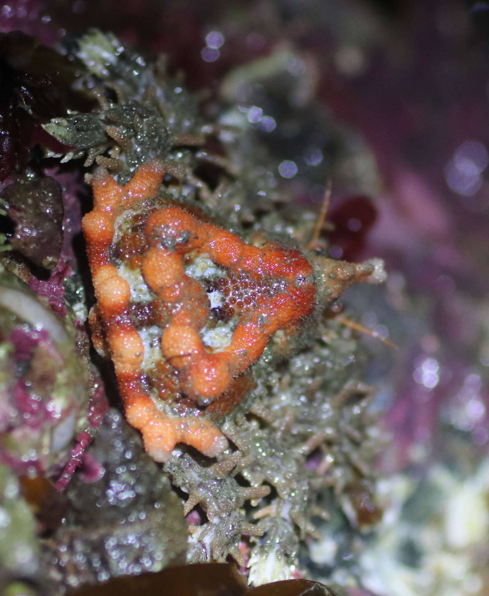 Image of Phyllolithodes J. F. Brandt 1848