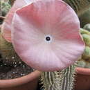 Image of Ceropegia juttae (Dinter) Bruyns