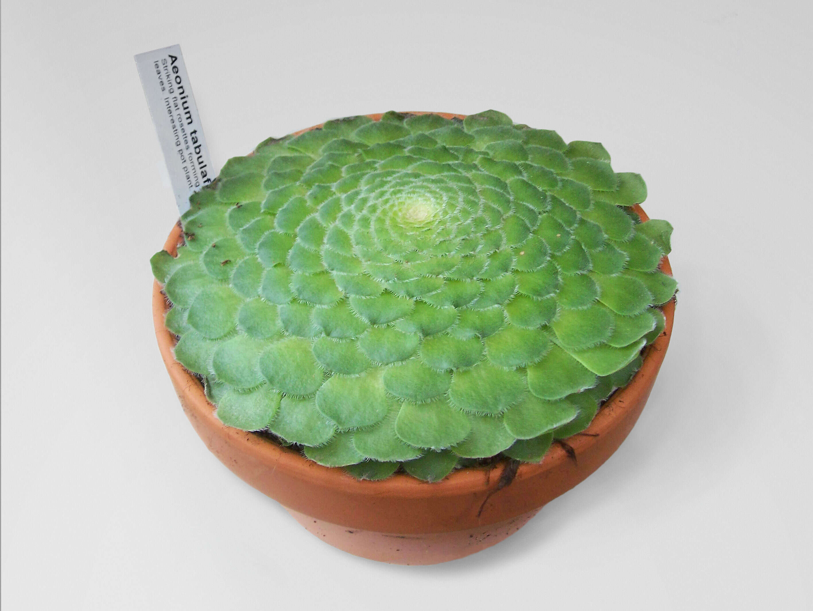 Image of Aeonium tabuliforme