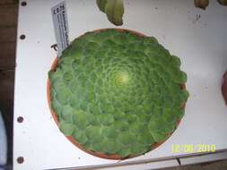 Imagem de Aeonium tabuliforme