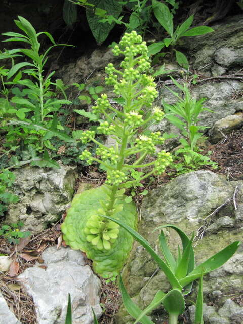 Image of Aeonium tabuliforme