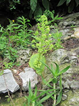 Image of Aeonium tabuliforme