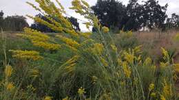 Image of California goldenrod