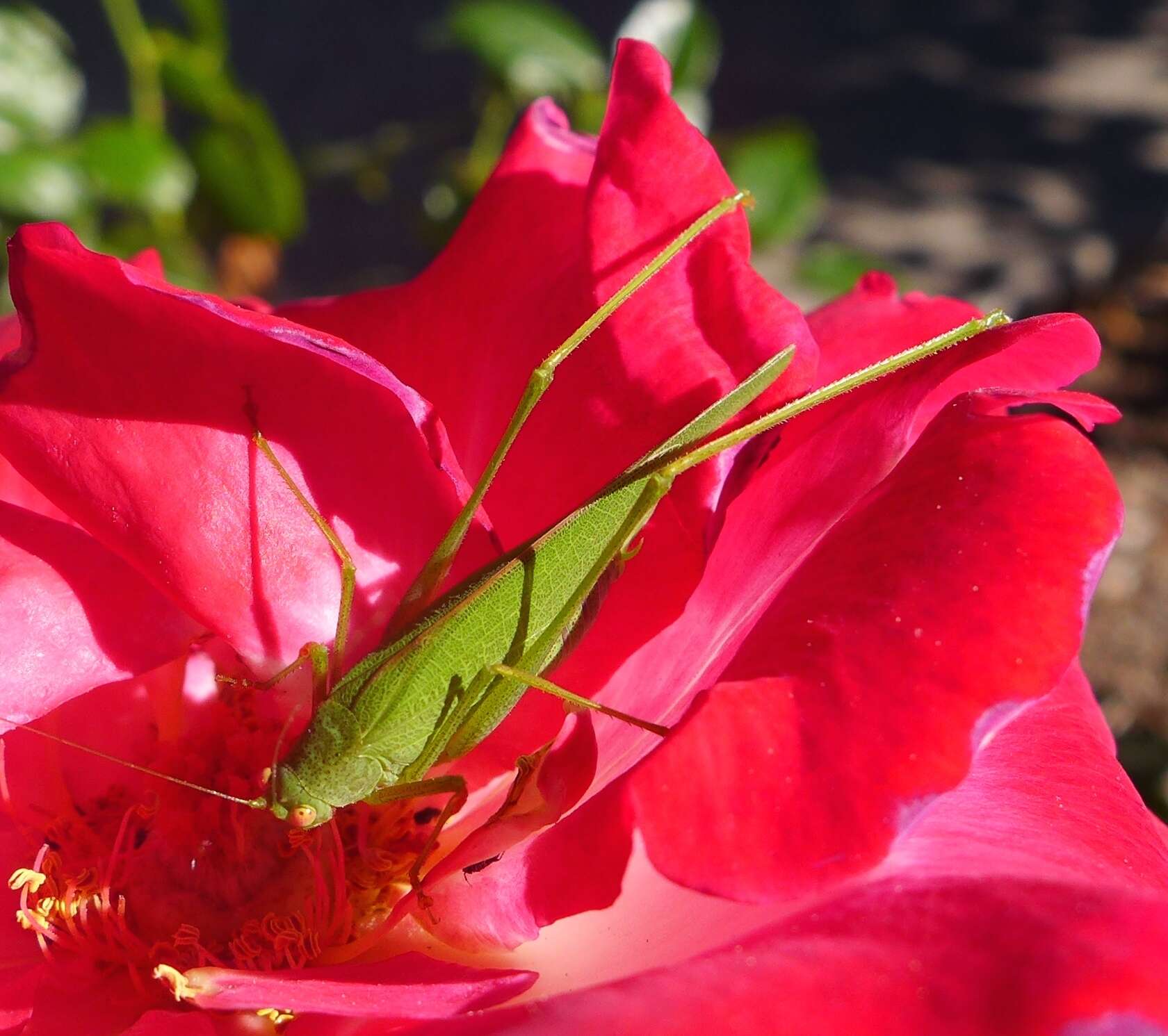 Image of Mediterranean Katydid