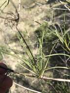 Imagem de Malacothrix saxatilis var. tenuifolia (Nutt.) A. Gray