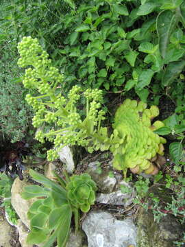 Image of Aeonium tabuliforme