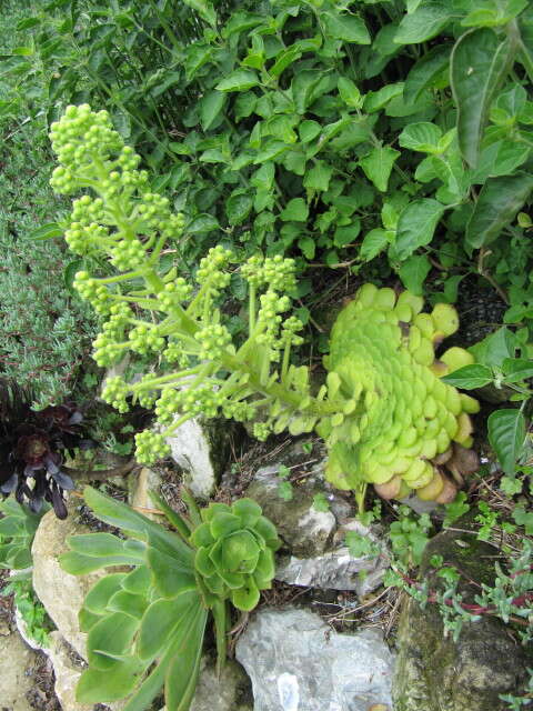 Image of Aeonium tabuliforme