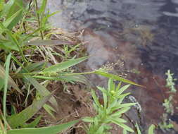 Image of Northern Rosette Grass