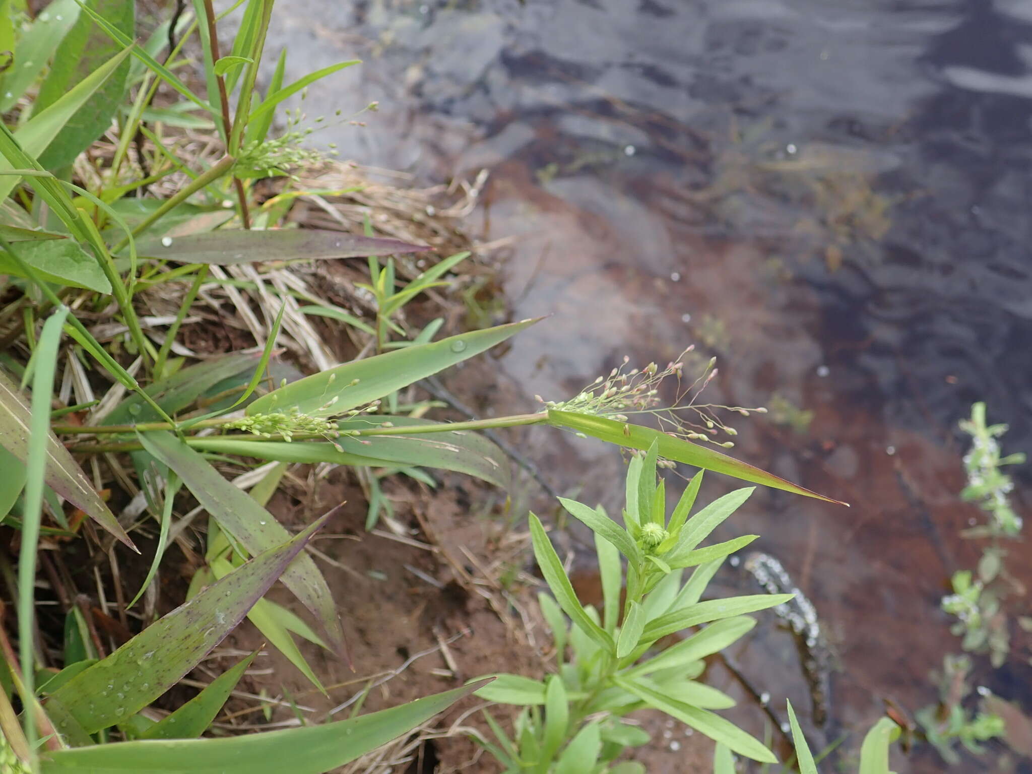 Image of Northern Rosette Grass